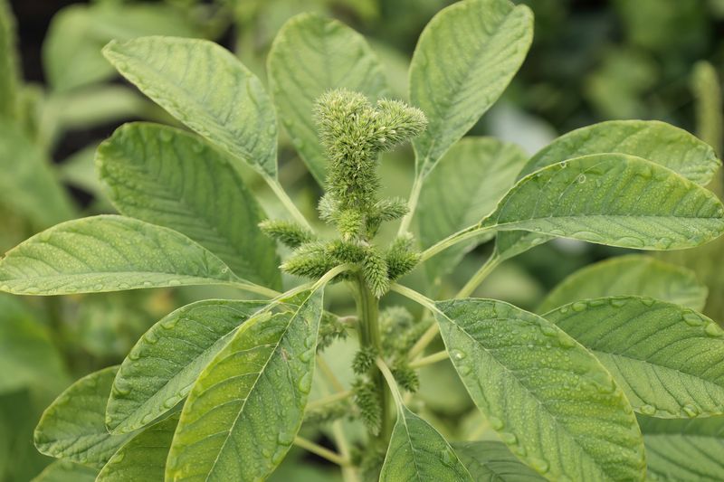 Green Leaf Amaranth