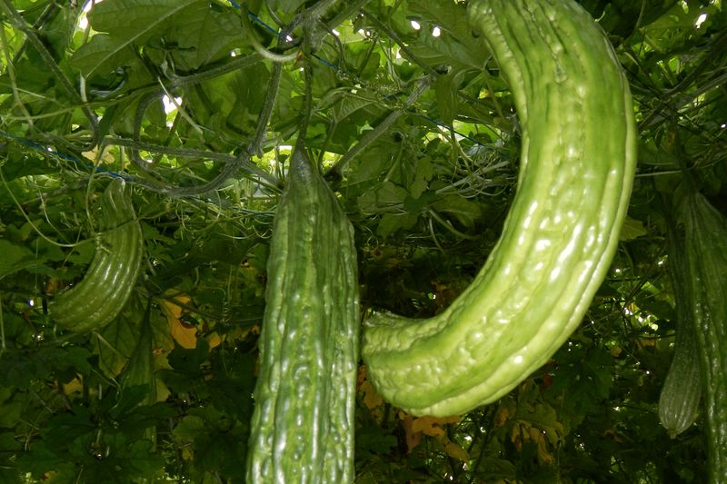 A long pale green bitter melon curving down from the vine, against darker leaves.