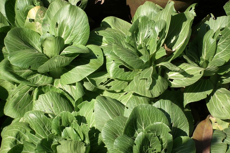 Several bok choy plants growing close together, showing thick white stems and dark green leaves.