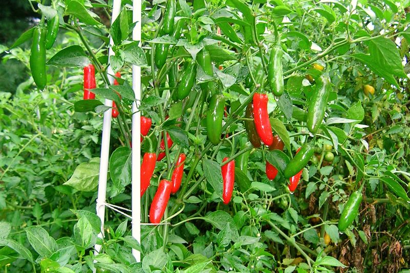 Serrano Chilli