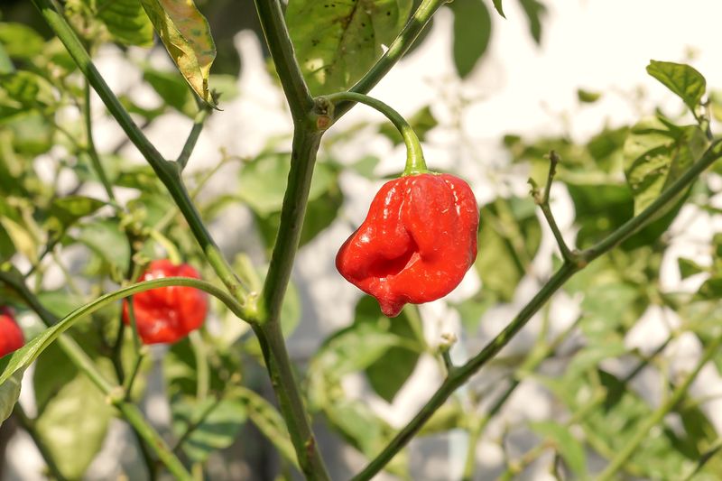 Red chillies ripening on the plant among green leaves.