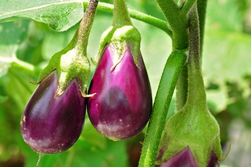 Three glossy purple eggplants hanging together on the plant, each with a green cap.