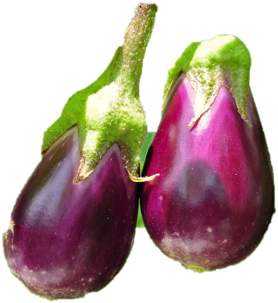Three glossy purple eggplants hanging together on the plant, each with a green cap.