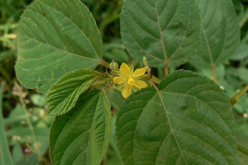 Egyptian Spinach (Molokhia)