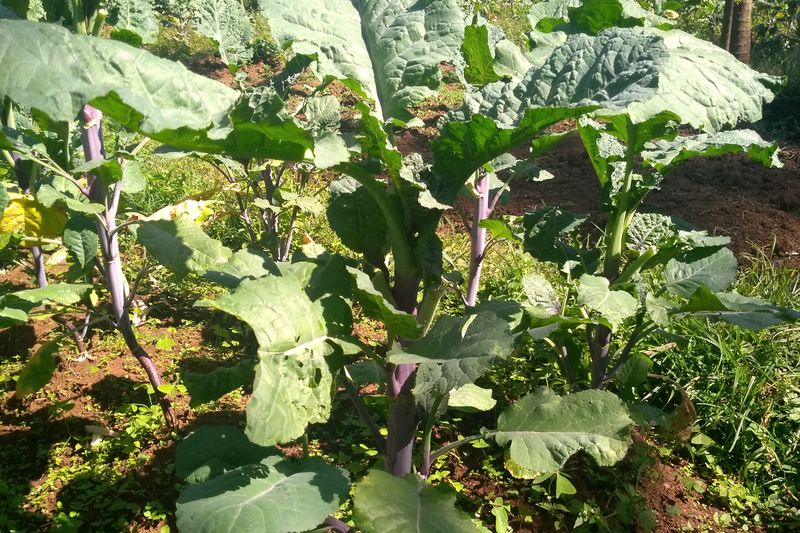 Ethiopian Cabbage