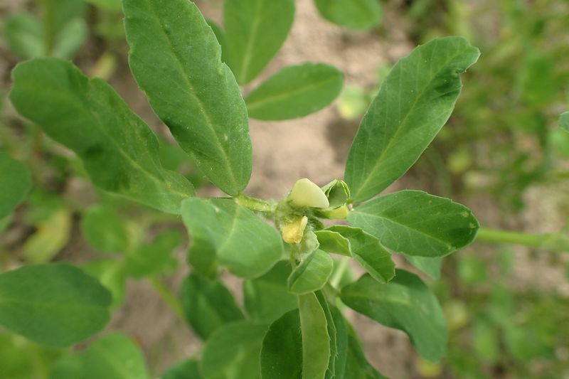 A fenugreek plant growing in the ground, showing its three-part leaves and a small pale flower at the tip.
