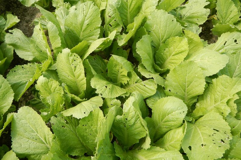 Gai Choy (Swatow Mustard)