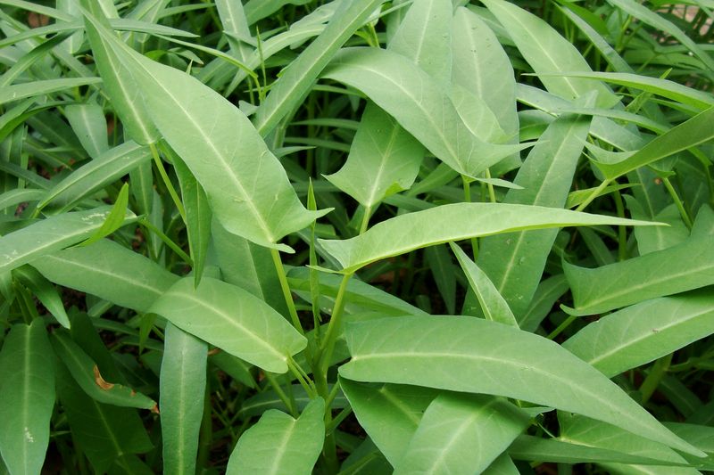 Kangkong — Bamboo Leaf Water Spinach