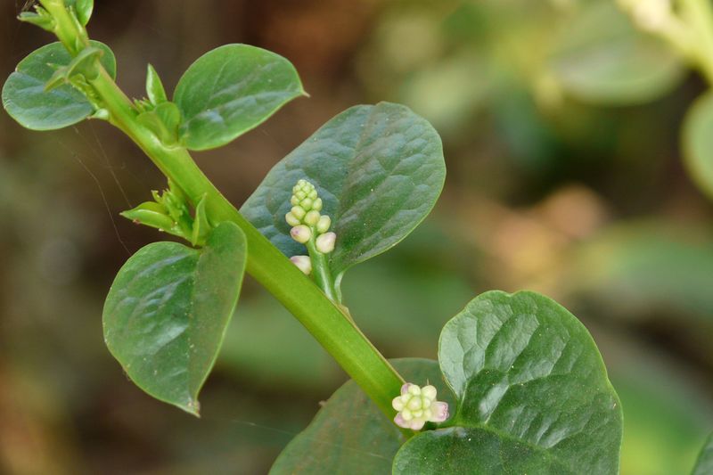 Malabar Spinach — Green