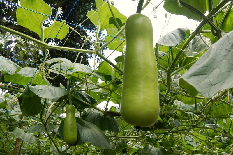 New Guinea Bean / Cucuzza