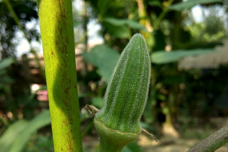 A single green okra pod standing upright on the plant, with soft green leaves behind it.