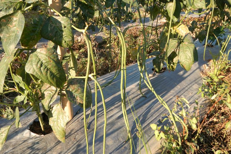 Black-Seeded Snake Bean
