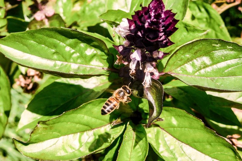 Thai Basil — Siam Queen
