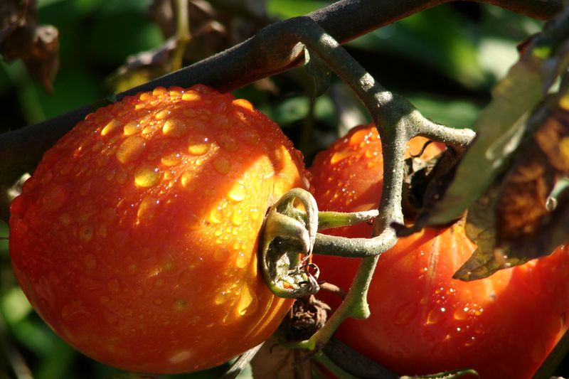 Ripe red tomatoes on the vine, beaded with rain.