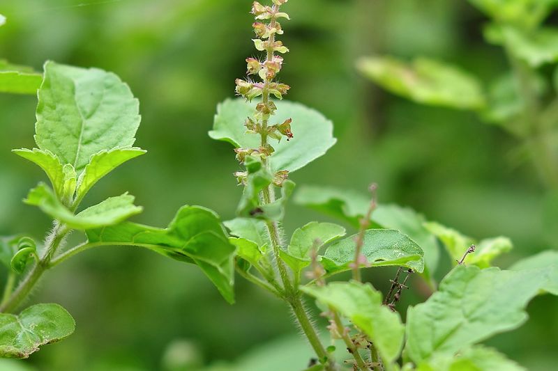 Tulsi / Holy Basil — Kapoor